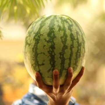 அதிகாரியால் வந்த வினை..தர்பூசணி விவசாயிகளுக்கு இழப்பீடு எப்போது? விவசாயிகள் கோரிக்கை