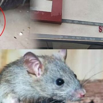 எலி மருந்தால் பறிபோன 2 குழந்தைகள் உயிர்- அதிரடி காட்டும் அதிகாரிகள் எலி மருந்தால் பறிபோன 2 குழந்தைகள் உயிர்- அதிரடி காட்டும் அதிகாரிகள்