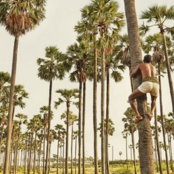 ஏங்க கொஞ்சம் நில்லுங்க… பனைமரத்தையா வெட்டப் போறீங்க! ஏங்க கொஞ்சம் நில்லுங்க… பனைமரத்தையா வெட்டப் போறீங்க!