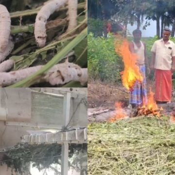 தரமற்ற பட்டுப்புழு.. தீயிட்டு எரிக்கும் விவசாயிகள்: பல கோடி ரூபாய் நஷ்டம்!