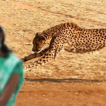 தாயின் கண்முன்னே மகளை இழுத்து சென்ற சிறுத்தை… பரிதாபமாக உயிரிழந்த 6 வயது சிறுமி!