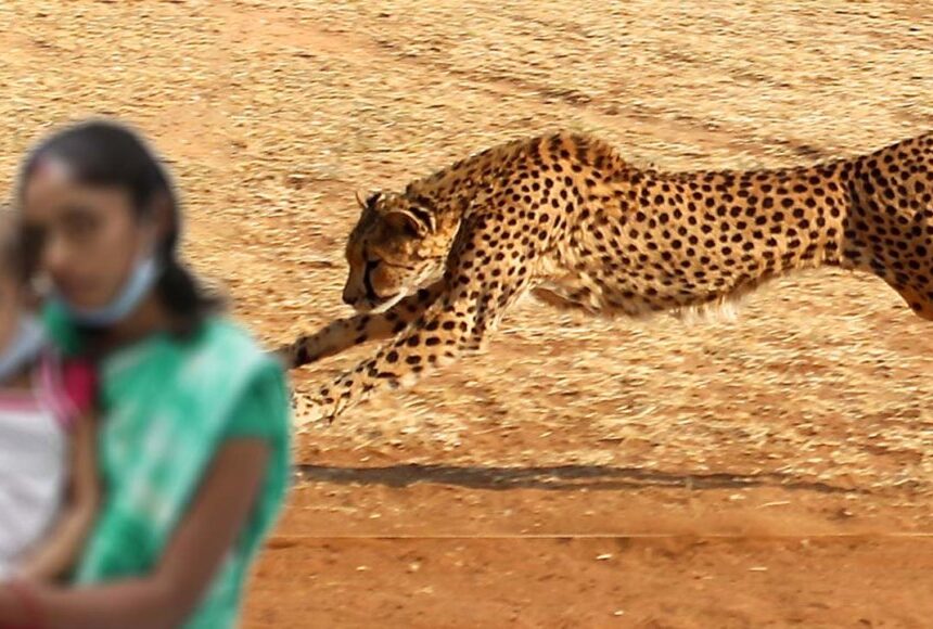 தாயின் கண்முன்னே மகளை இழுத்து சென்ற சிறுத்தை… பரிதாபமாக உயிரிழந்த 6 வயது சிறுமி! தாயின் கண்முன்னே மகளை இழுத்து சென்ற சிறுத்தை… பரிதாபமாக உயிரிழந்த 6 வயது சிறுமி!