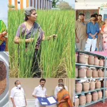 நெல்லையப்பர் ரகத்தை மீட்டதில் மகிழ்ச்சி- உழத்தி லட்சுமிதேவி. நெல்லையப்பர் ரகத்தை மீட்டதில் மகிழ்ச்சி- உழத்தி லட்சுமிதேவி.. சிறப்பு நேர்காணல்