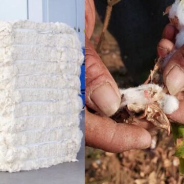 பருத்தி மீதான இறக்குமதி வரி நீக்கம் எதிரொலி.. மானியம் கோரும் தமிழக விவசாயிகள்!