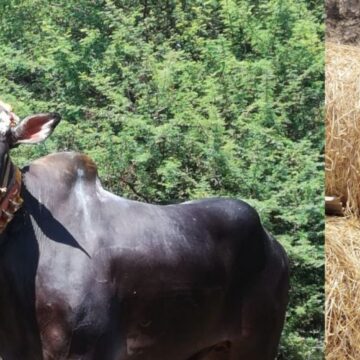 புகழ்பெற்ற ஒற்றைக் கொம்பன் காளை உயிரிழப்பு.. அதிர்ச்சியில் உறைந்த கிராம மக்கள்