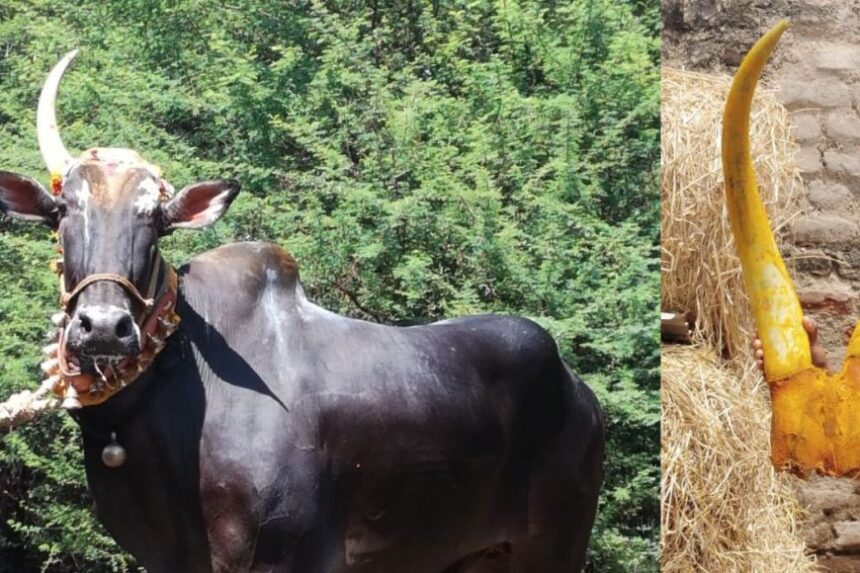 புகழ்பெற்ற ஒற்றைக் கொம்பன் காளை உயிரிழப்பு. புகழ்பெற்ற ஒற்றைக் கொம்பன் காளை உயிரிழப்பு.. அதிர்ச்சியில் உறைந்த கிராம மக்கள்