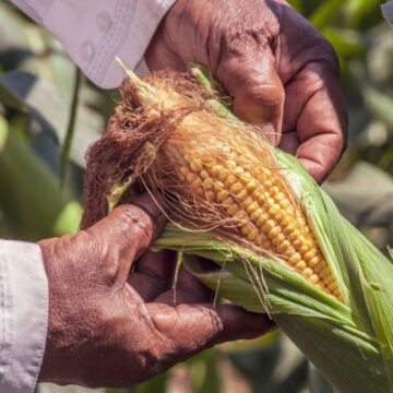 மக்காச்சோளத்தின் மீதான 1% செஸ் வரி: 500 ரூபாய் வரை நஷ்டத்தை சந்திக்கும் விவசாயிகள்! மக்காச்சோளத்தின் மீதான 1% செஸ் வரி: 500 ரூபாய் வரை நஷ்டத்தை சந்திக்கும் விவசாயிகள்!