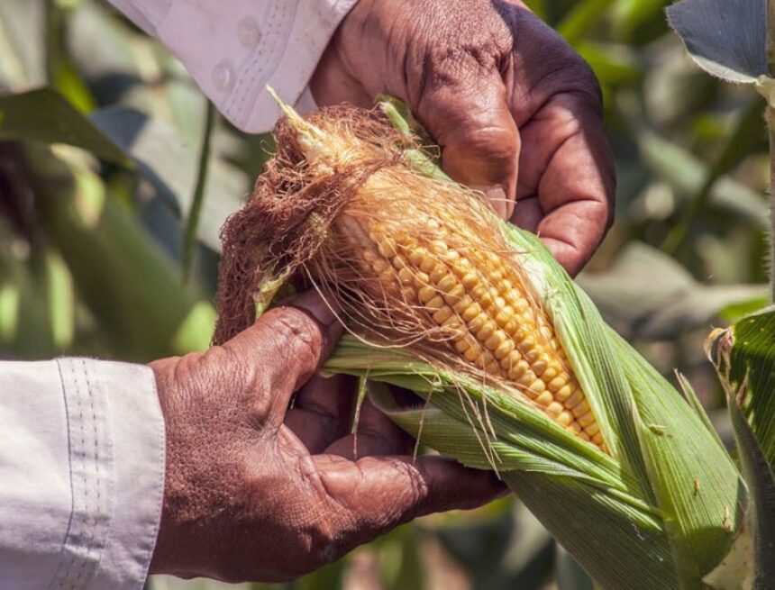 மக்காச்சோளத்தின் மீதான 1% செஸ் வரி: 500 ரூபாய் வரை நஷ்டத்தை சந்திக்கும் விவசாயிகள்!