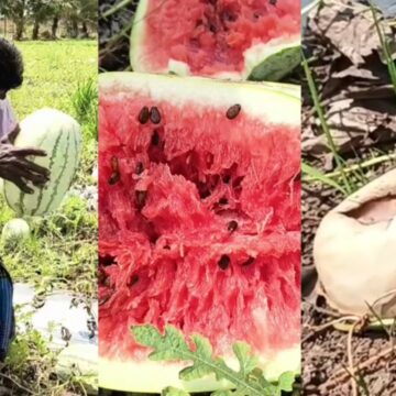 லட்சம் ரூபாய் போட்டும் தேறல.. நிலத்தில் அழுகும் தர்பூசணி. லட்சம் ரூபாய் போட்டும் தேறல.. நிலத்தில் அழுகும் தர்பூசணி.. வேதனையில் விவசாயிகள்