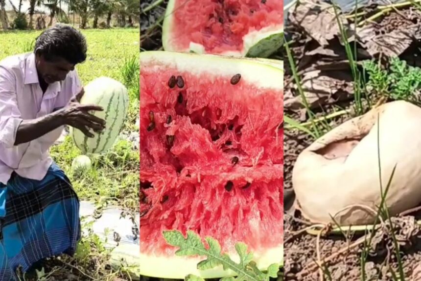 லட்சம் ரூபாய் போட்டும் தேறல.. நிலத்தில் அழுகும் தர்பூசணி. லட்சம் ரூபாய் போட்டும் தேறல.. நிலத்தில் அழுகும் தர்பூசணி.. வேதனையில் விவசாயிகள்