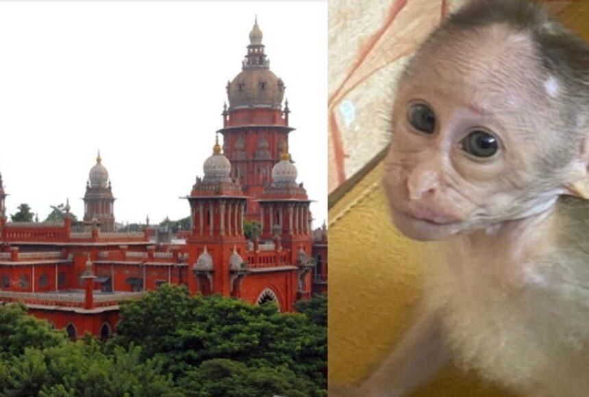 வண்டலூர் உயிரியல் பூங்காவில் குரங்கு குட்டி உயிரிழப்பு -வனத்துறைக்கு நீதிமன்றம் போட்ட உத்தரவு