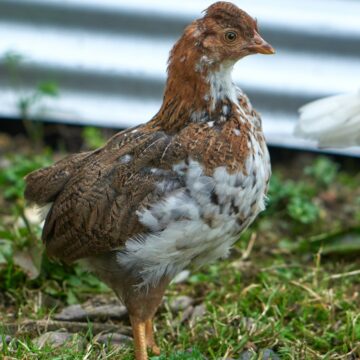 First human bird-flu death from H5N5 – what you need to know