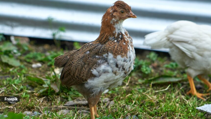 First human bird-flu death from H5N5 – what you need to know