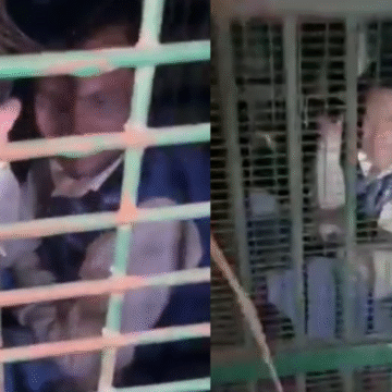 UP: ‘Drunk’ man found stuck inside leopard trap cage in Bahraich