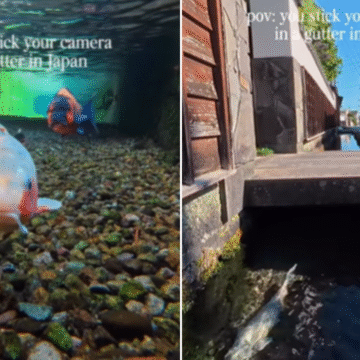 Watch: Camera dipped into Japanese drain stuns viewers