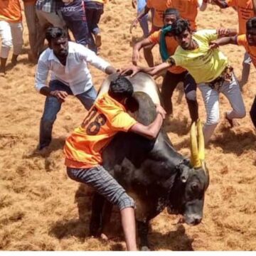 அடுத்த ஆண்டு ஜல்லிக்கட்டு நடைபெறுமா ? அரசு  செயலாளர் சுற்றறிக்கையில் திடீர் பரபரப்பு 