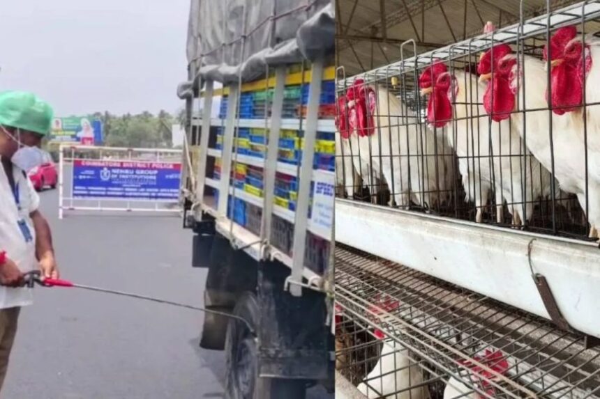 கேரளாவில் பறவை காய்ச்சல்: தமிழக எல்லையோர மாவட்டங்களில் அலார்ட் 