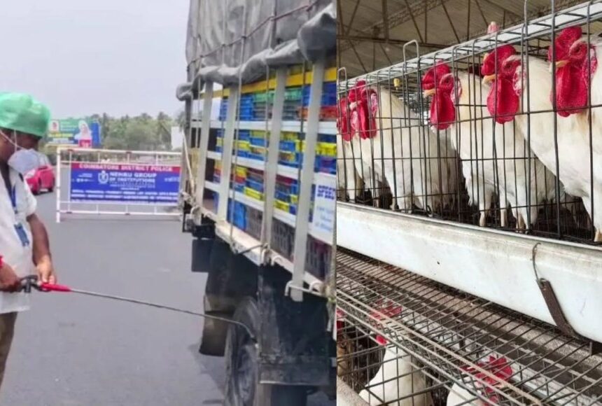 கேரளாவில் பறவை காய்ச்சல்: தமிழக எல்லையோர மாவட்டங்களில் அலார்ட் 