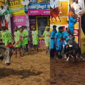 அலங்காநல்லூர் ஜல்லிக்கட்டு கோலகலம்:  சீறிய காளைகள் பாய்ந்து அடக்கி வீரர்கள் 