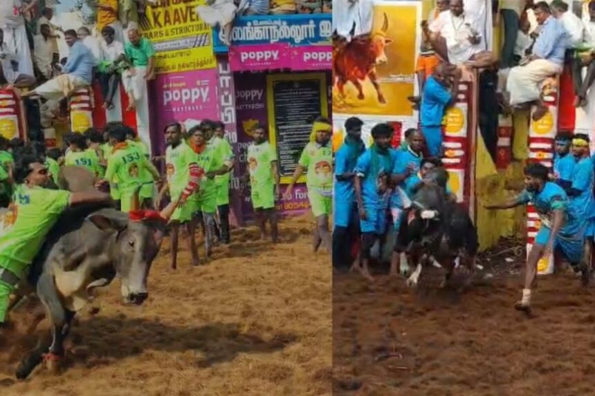 அலங்காநல்லூர் ஜல்லிக்கட்டு கோலகலம்:  சீறிய காளைகள் பாய்ந்து அடக்கி வீரர்கள் 