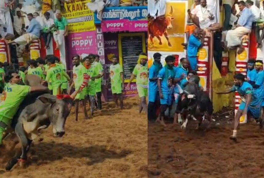 அலங்காநல்லூர் ஜல்லிக்கட்டு கோலகலம்: சீறிய காளைகள் பாய்ந்து அடக்கி வீரர்கள் அலங்காநல்லூர் ஜல்லிக்கட்டு கோலகலம்: சீறிய காளைகள் பாய்ந்து அடக்கி வீரர்கள்