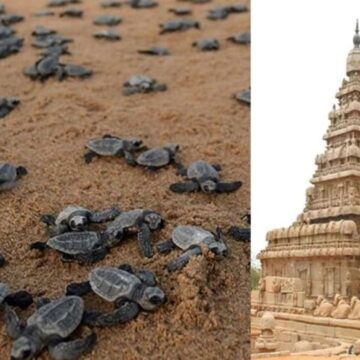 மாமல்லபுரம் கடற்கரை இறந்து கரை ஒதுங்கும் ஆமைகள்: சுற்றுலா பயணிகள் கவலை 