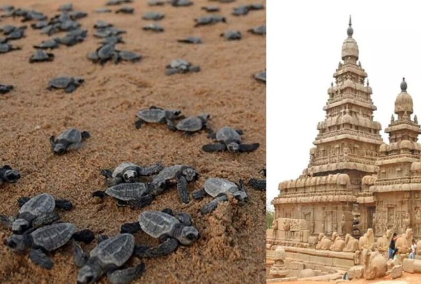 மாமல்லபுரம் கடற்கரை இறந்து கரை ஒதுங்கும் ஆமைகள்: சுற்றுலா பயணிகள் கவலை 