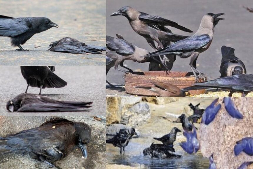 கொத்து கொத்தாய் இறக்கும் காகங்கள் : சென்னையில் பரவும் பறவைக் காய்ச்சல்? மத்திய அரசு எச்சரிக்கை கொத்து கொத்தாய் இறக்கும் காகங்கள் : சென்னையில் பரவும் பறவைக் காய்ச்சல்? மத்திய அரசு எச்சரிக்கை