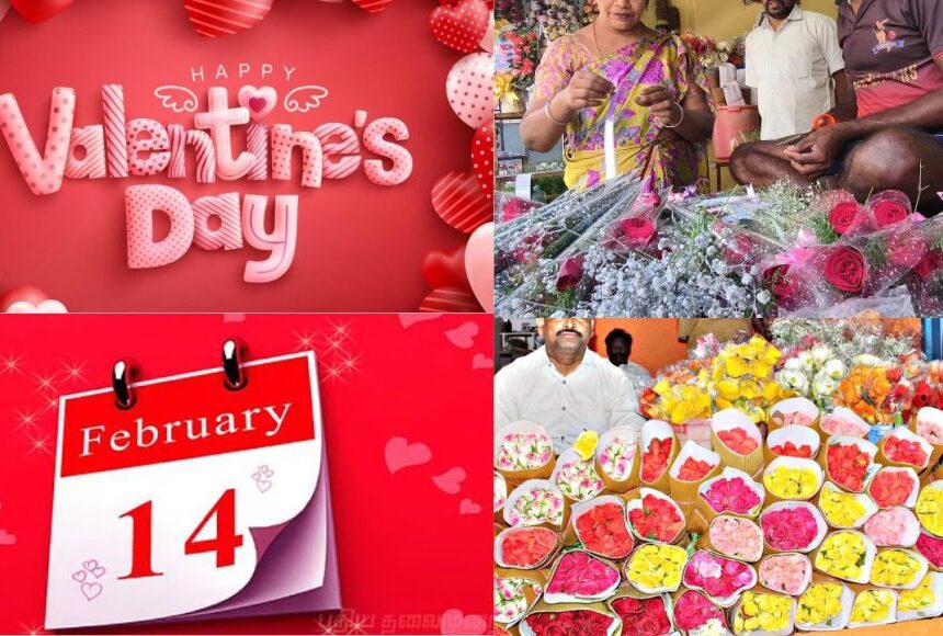 பிப் 14 காதலர் தினம்: சூடு பிடிக்கும் ரோஜா பூக்கள் விற்பனை, விவசாயிகள் மகிழ்ச்சி பிப் 14 காதலர் தினம்: சூடு பிடிக்கும் ரோஜா பூக்கள் விற்பனை, விவசாயிகள் மகிழ்ச்சி