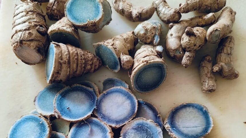 The Blue Gold: All about India’s rare, deep-indigo turmeric with supercharged healing power The Blue Gold: All about India’s rare, deep-indigo turmeric with supercharged healing power