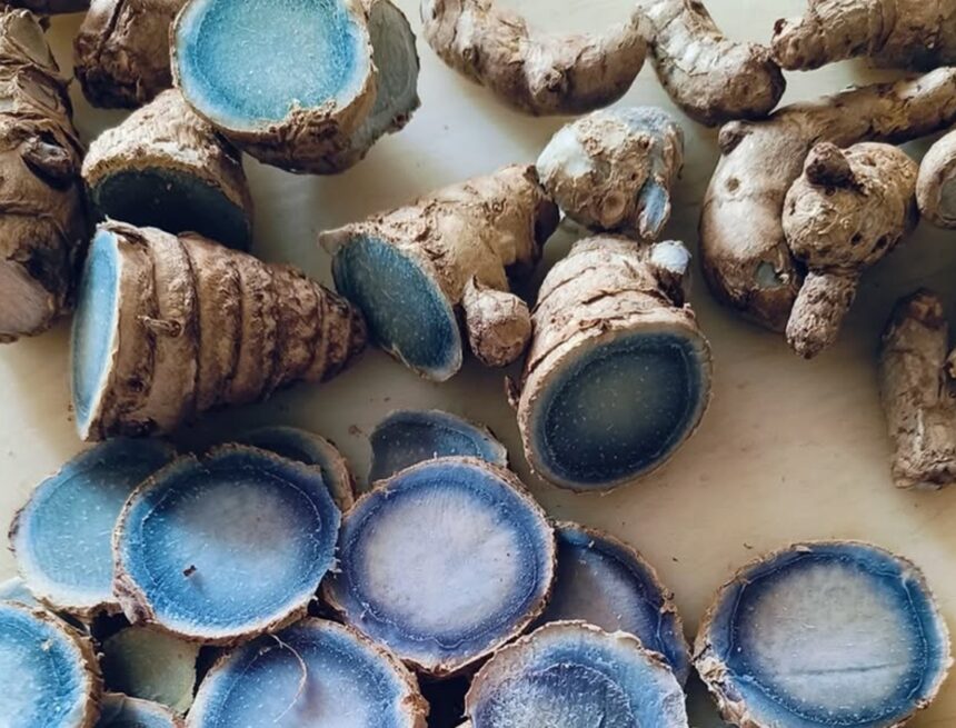 The Blue Gold: All about India’s rare, deep-indigo turmeric with supercharged healing power The Blue Gold: All about India’s rare, deep-indigo turmeric with supercharged healing power