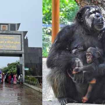 வண்டலூர் உயிரியியல் பூங்காவில் சோகம்: சர்க்கரை நோயால் பெண் மனித குரங்கு உயிரிழப்பு 