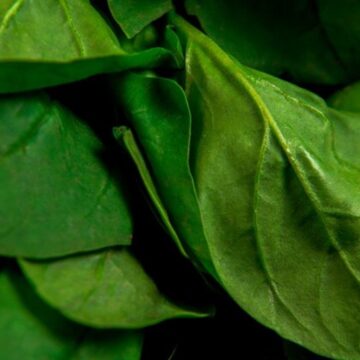 Spinach ‘helps regulate blood sugar levels,’ but experts warn you against having it raw — here’s why