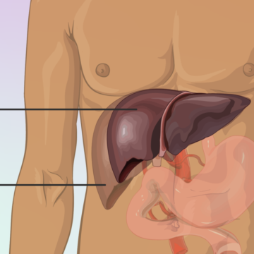 The midnight myth: Why waking up between 1 AM and 3 AM doesn’t mean your liver is failing