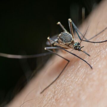 New study reveals mosquitoes can learn to love insect repellent, experts call it concerning