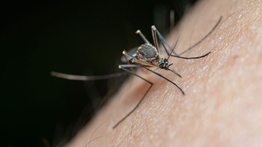 New study reveals mosquitoes can learn to love insect repellent, experts call it concerning
