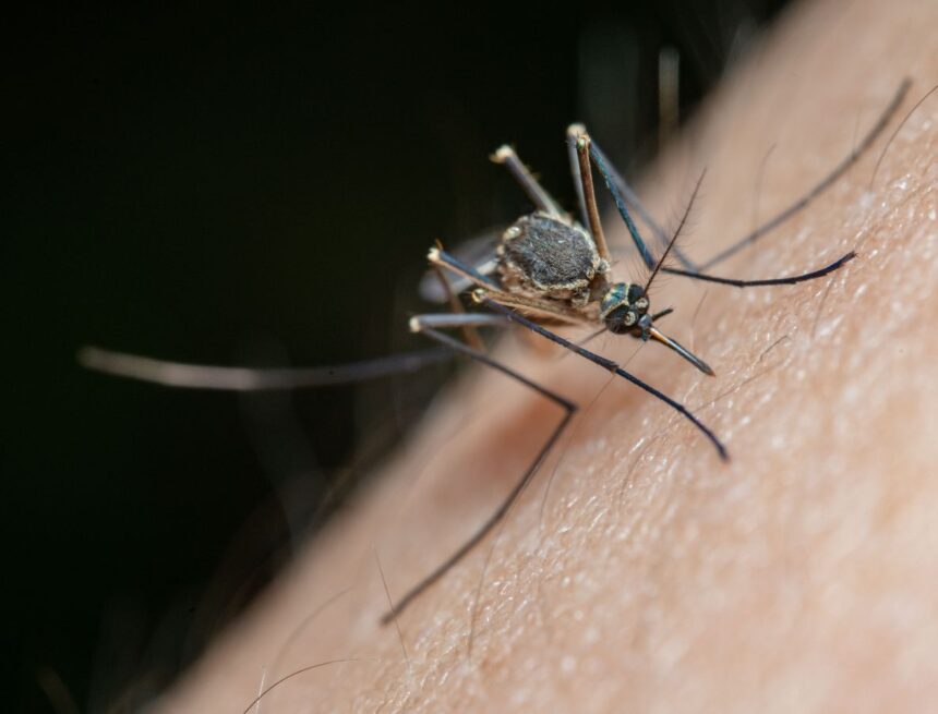 New study reveals mosquitoes can learn to love insect repellent, experts call it concerning