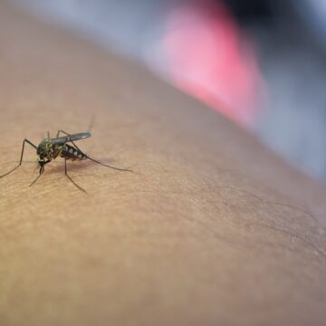 Dengue fever and heart health: Expert warns of hidden cardiac risks to note Dengue fever and heart health: Expert warns of hidden cardiac risks to note