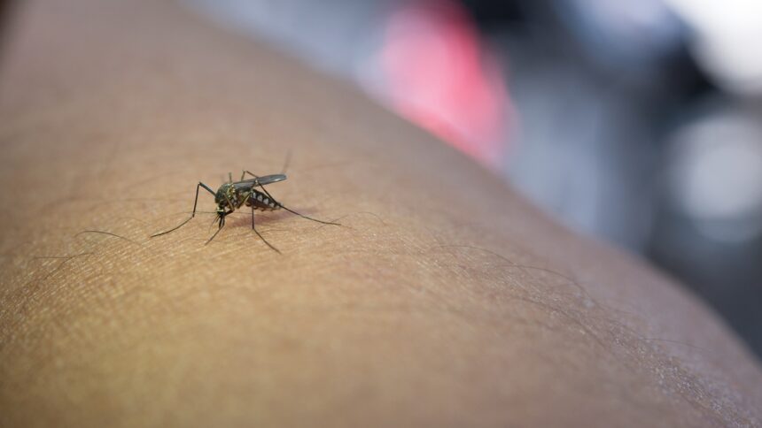Dengue fever and heart health: Expert warns of hidden cardiac risks to note Dengue fever and heart health: Expert warns of hidden cardiac risks to note