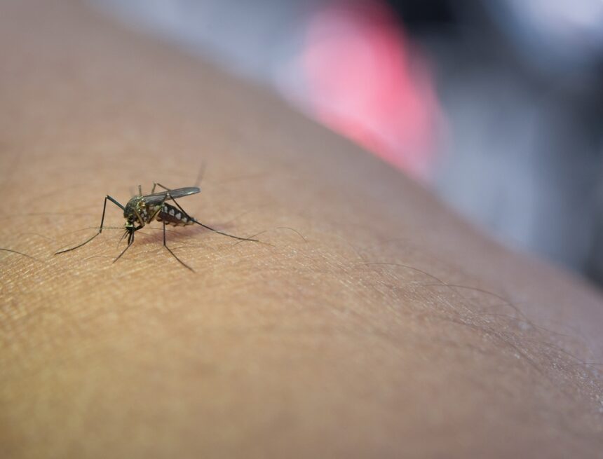 Dengue fever and heart health: Expert warns of hidden cardiac risks to note