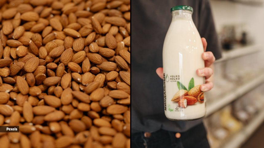 Almond milk or whole almonds: Experts explain which is healthier