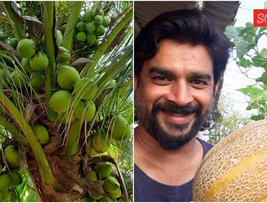Madhavan once grew 70% of his vegetables on his Mumbai terrace, revived barren land in TN