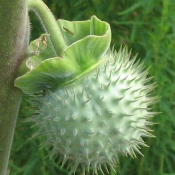 Why is datura dangerous? The toxic plant behind Karnataka’s action against 3 platforms
