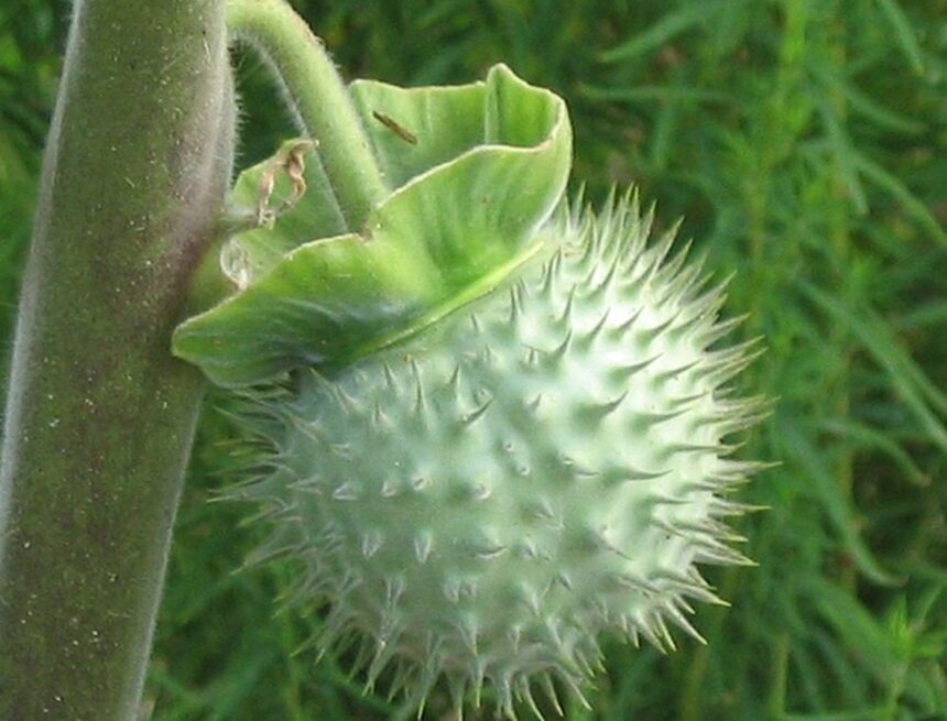 Why is datura dangerous? The toxic plant behind Karnataka’s action against 3 platforms