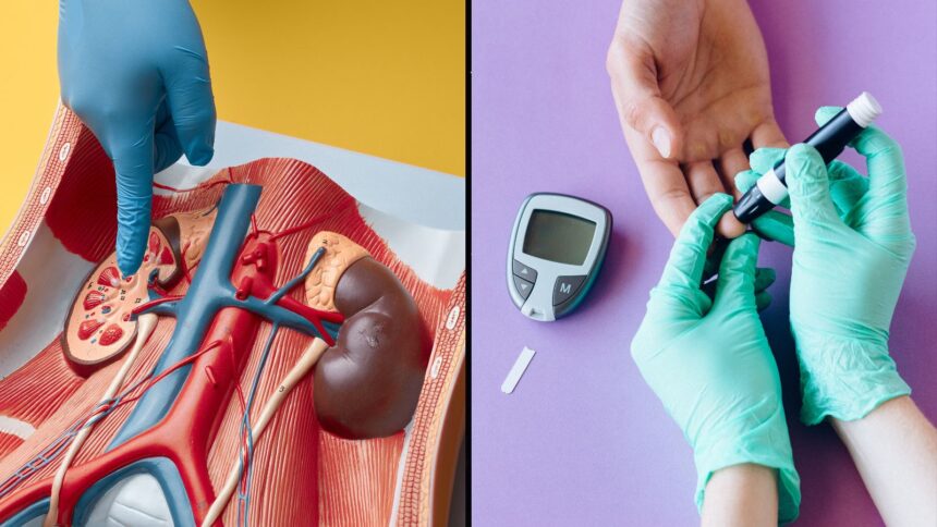 Your kidneys do more than filter waste: Here’s how they help control blood sugar