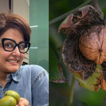 Hina Khan remembers eating fresh walnuts as a child; how they differ from dried ones