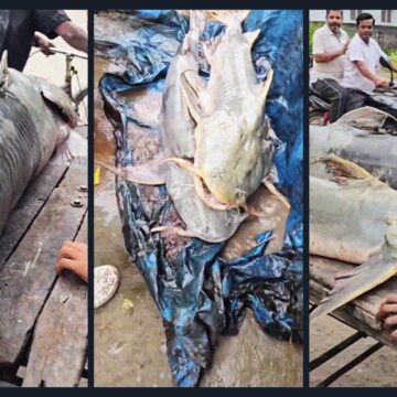 Nepal floodwater fish warning: Why Bihar has advised people against eating them