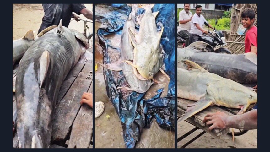 Nepal floodwater fish warning: Why Bihar has advised people against eating them