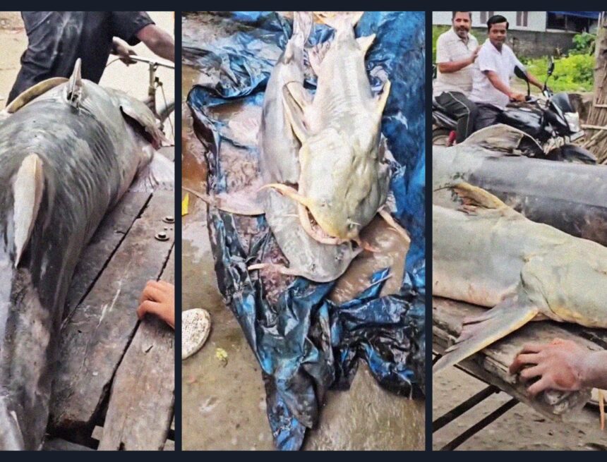 Nepal floodwater fish warning: Why Bihar has advised people against eating them Nepal floodwater fish warning: Why Bihar has advised people against eating them