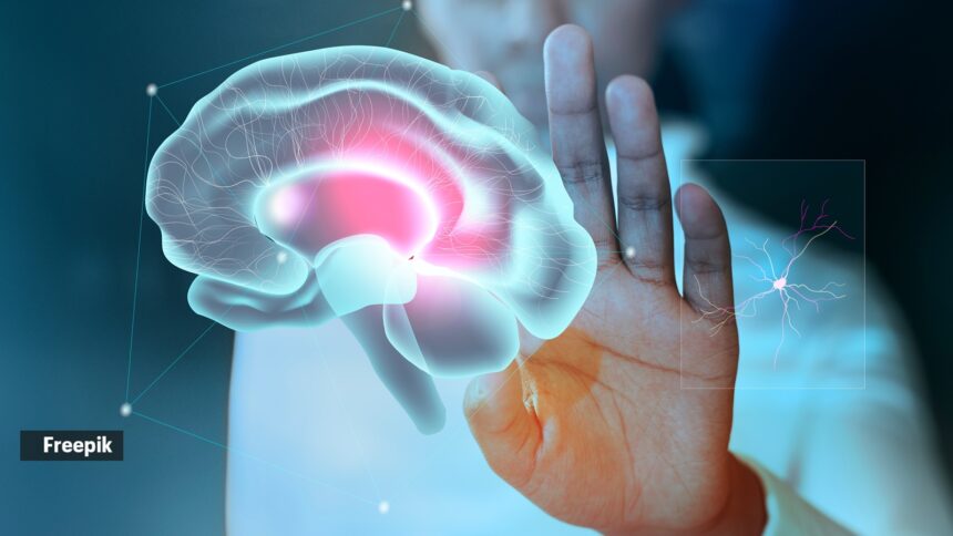 ‘The brain is two organs’: What Stanford scientists discovered about how it develops